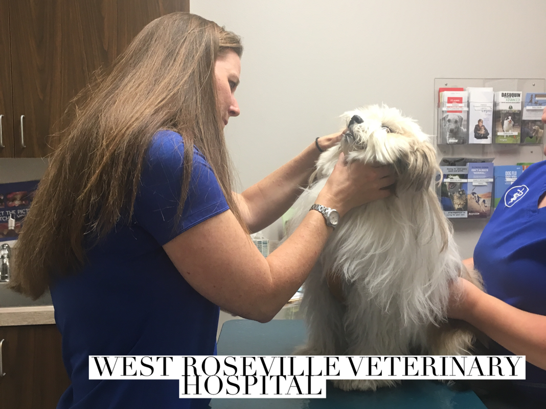 West Roseville Veterinary Hospital Wellness Exam 1