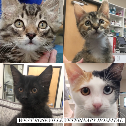 New Kitten Care | West Roseville Veterinary Hospital - West Roseville Veterinary  Hospital