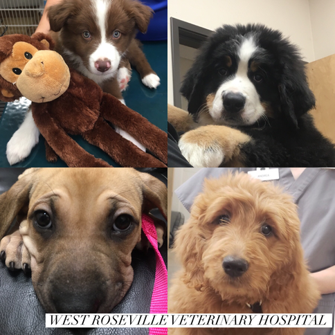 New Puppy Care | West Roseville Veterinary Hospital - West Roseville  Veterinary Hospital