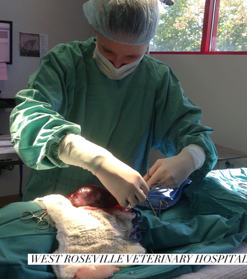 West Roseville Veterinary Hospital Surgery